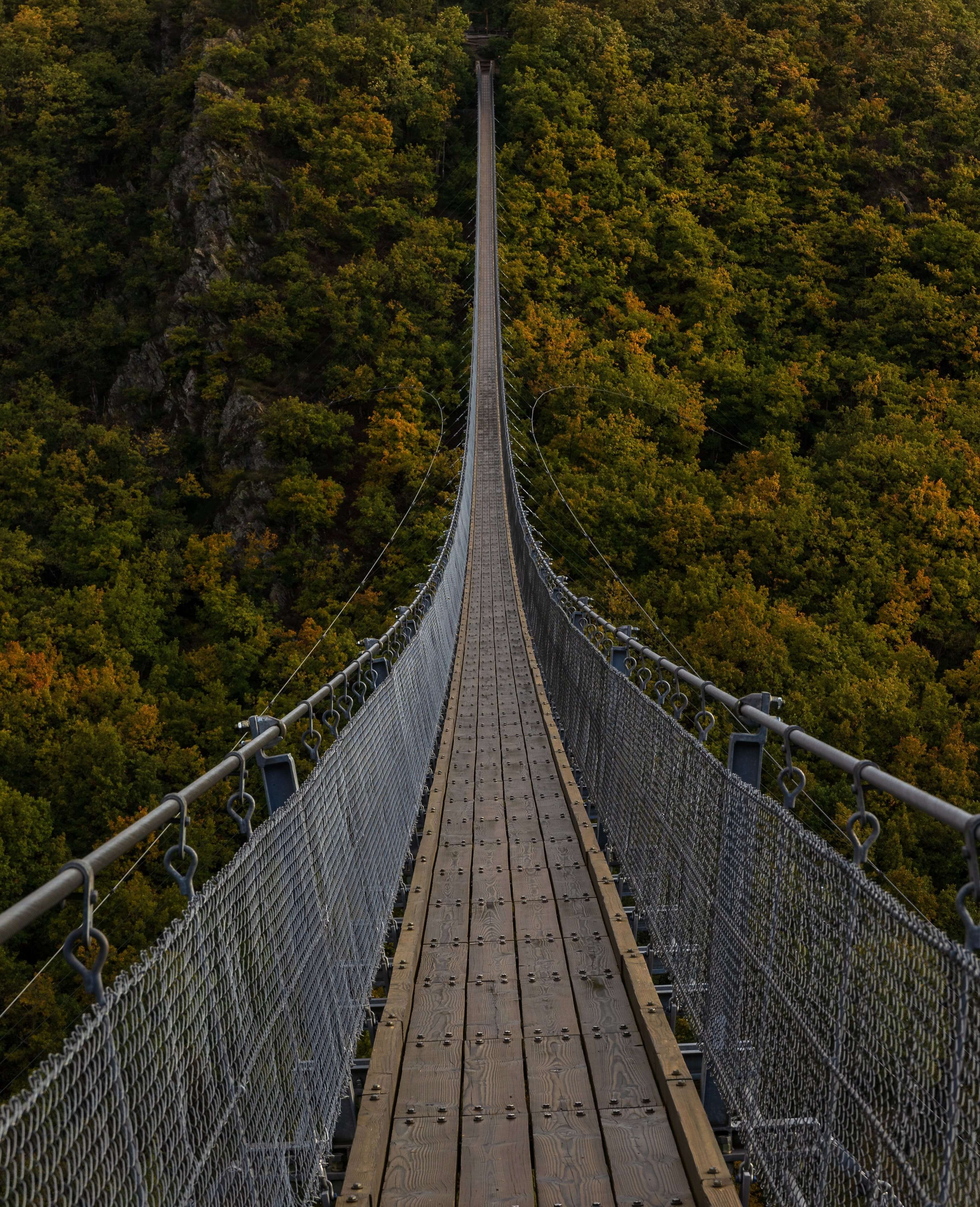 Forest bridge